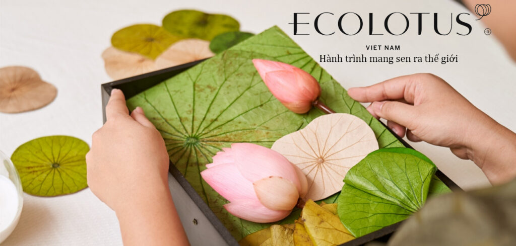 Ecolotus hình thành với mong muốn nâng tầm giá trị Sen của người Việt